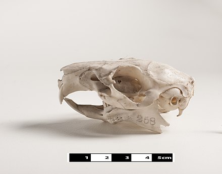 skull of a guinea pig