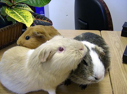 guinea pigs social groom