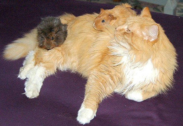 guinea pig with a cat